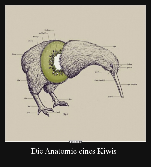 Die Anatomie eines Kiwis.. - Lustige Bilder | DEBESTE.de