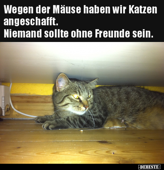 Wegen der Mäuse haben wir Katzen angeschafft... - Lustige Bilder | DEBESTE.de