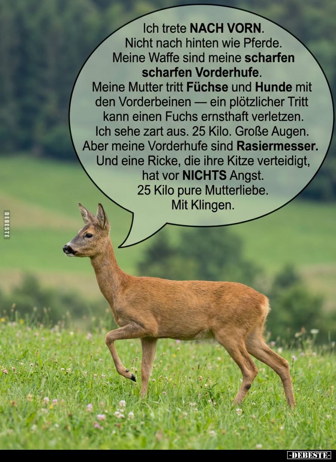 Ich trete NACH VORN.
Nicht nach hinten wie Pferde.
Meine Waffe sind meine scharfen scharfen Vorderhufe.
Meine Mutter tritt...