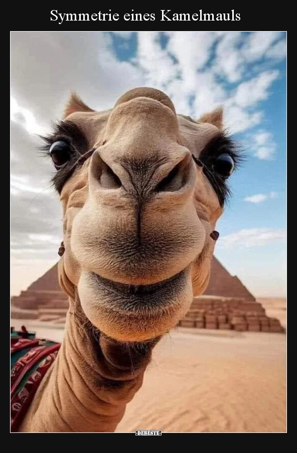 Symmetrie eines Kamelmauls.. - Lustige Bilder | DEBESTE.de