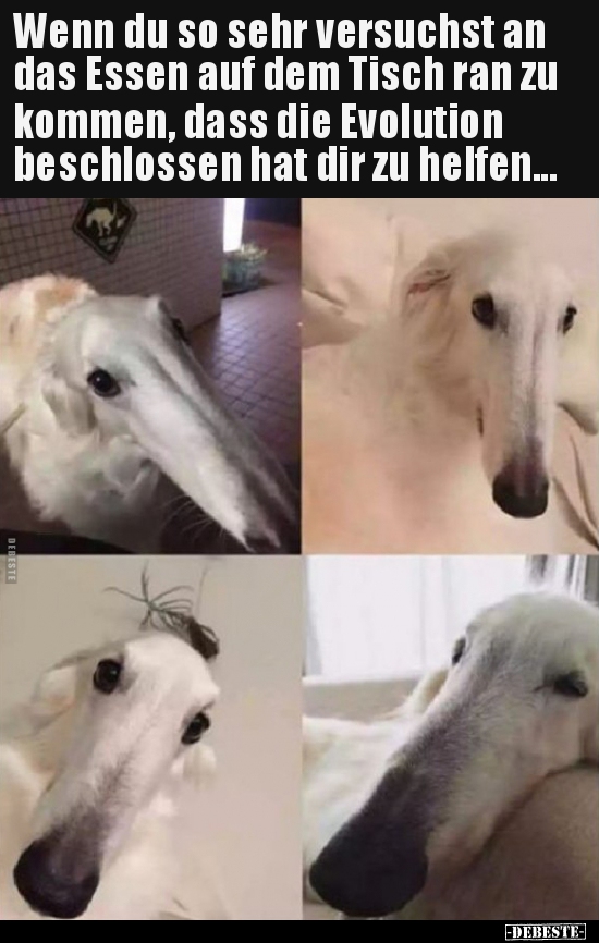 Wenn du so sehr versuchst an das Essen auf dem Tisch ran zu..