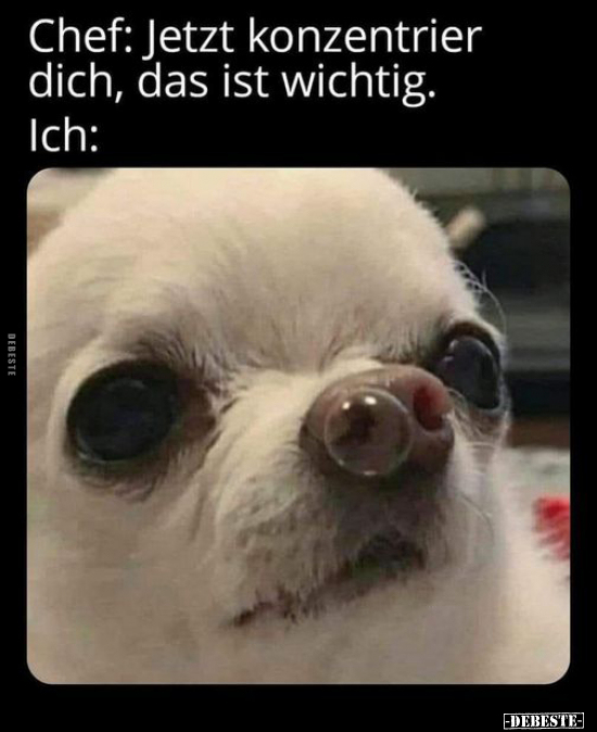 Chef: Jetzt konzentrier dich, das ist wichtig. Ich: