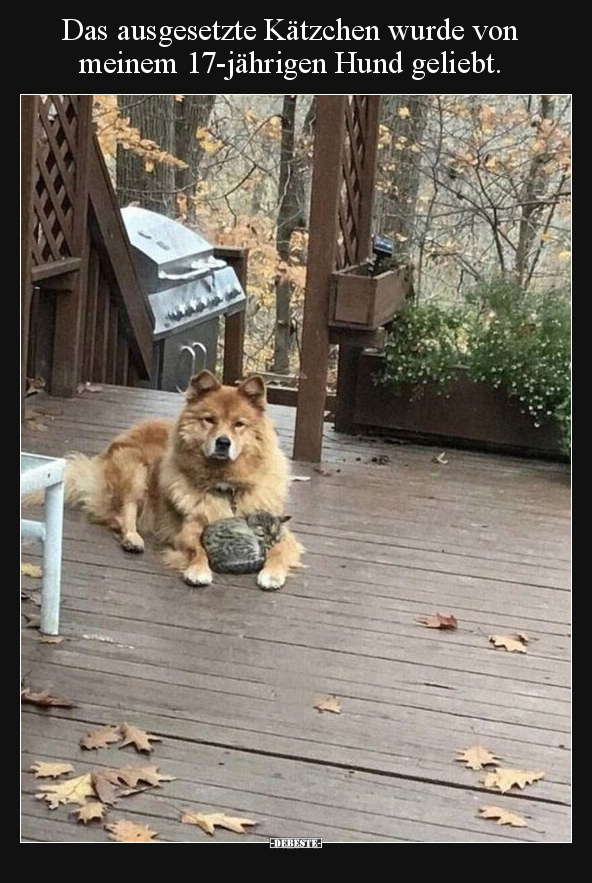 Das ausgesetzte Kätzchen wurde von meinem 17-jährigen Hund.. - Lustige Bilder | DEBESTE.de