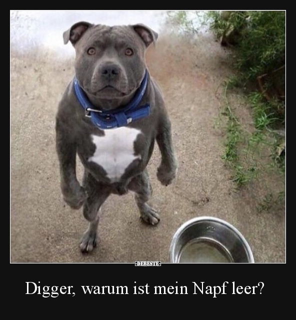 Digger, warum ist mein Napf leer?
