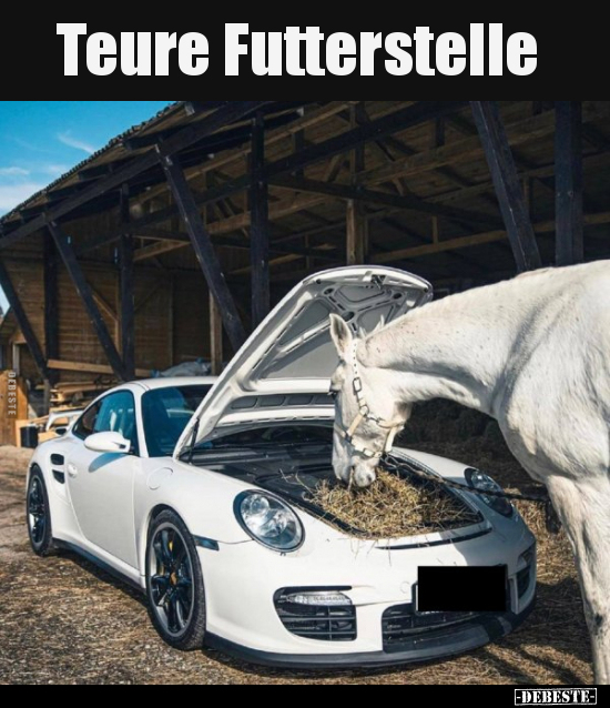 Teure Futterstelle..