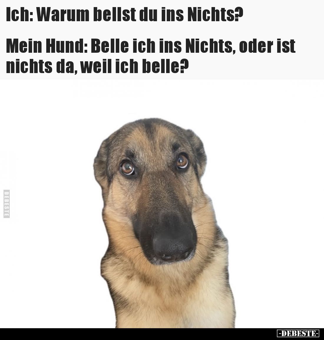 Ich: Warum bellst du ins Nichts?
Mein Hund: Belle ich ins Nichts, oder ist nichts da, weil ich belle?