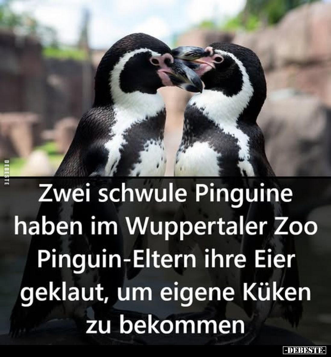 Zwei schwule Pinguine haben im Wuppertaler Zoo Pinguin-Eltern ihre Eier geklaut, um eigene Küken zu bekommen