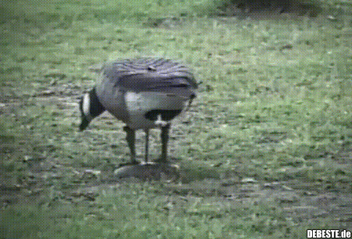 Wie Katzen entstehen..