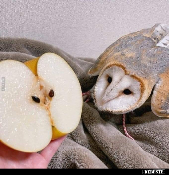  - Lustige Bilder | DEBESTE.de