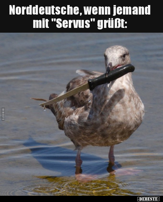 Norddeutsche, wenn jemand mit "Servus" grüßt.. - Lustige Bilder | DEBESTE.de