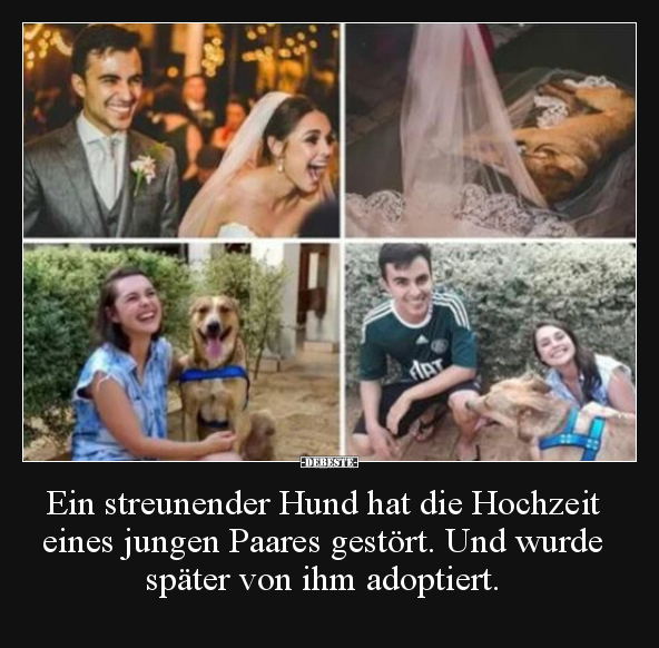 Ein streunender Hund hat die Hochzeit eines jungen Paares.. - Lustige Bilder | DEBESTE.de