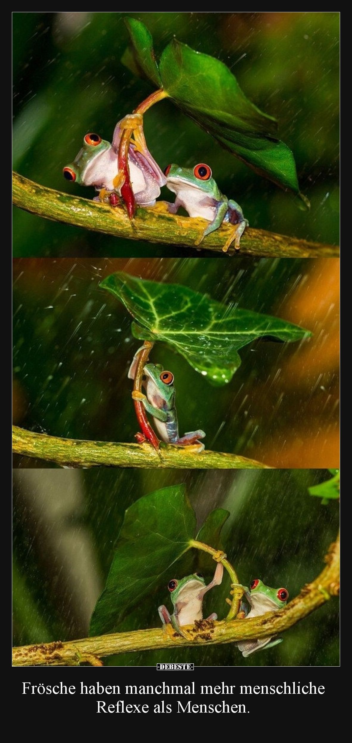 Frösche haben manchmal mehr menschliche Reflexe als Menschen.