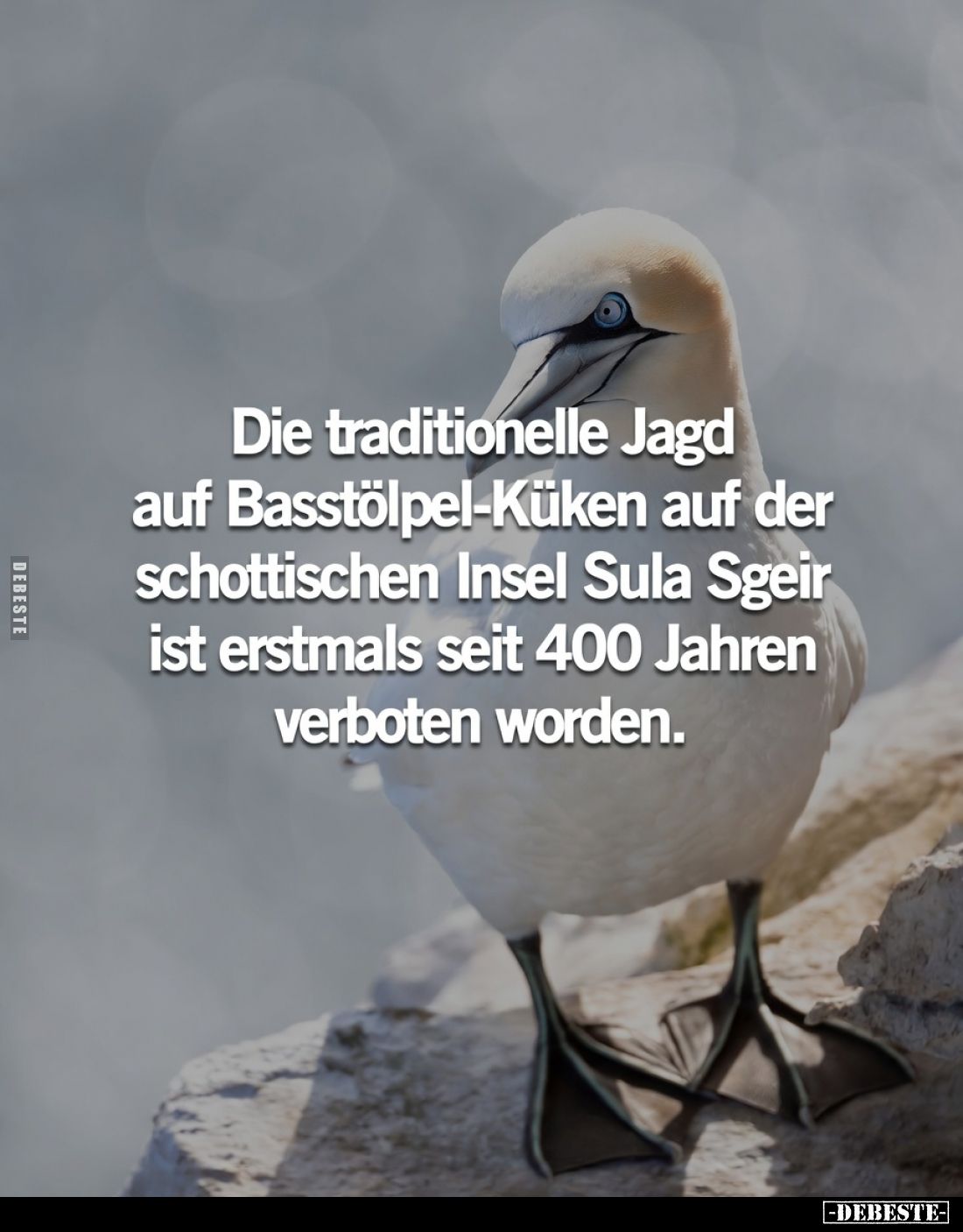 Die traditionelle Jagd
auf Basstölpel-Küken auf der
schottischen Insel Sula Sgeir
ist erstmals seit 400 Jahren
verboten w...