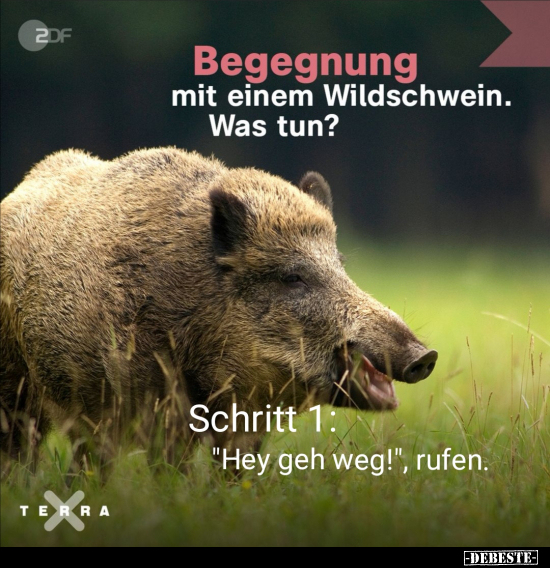 Begegnung mit einem Wildschwein. Was tun?.. - Lustige Bilder | DEBESTE.de
