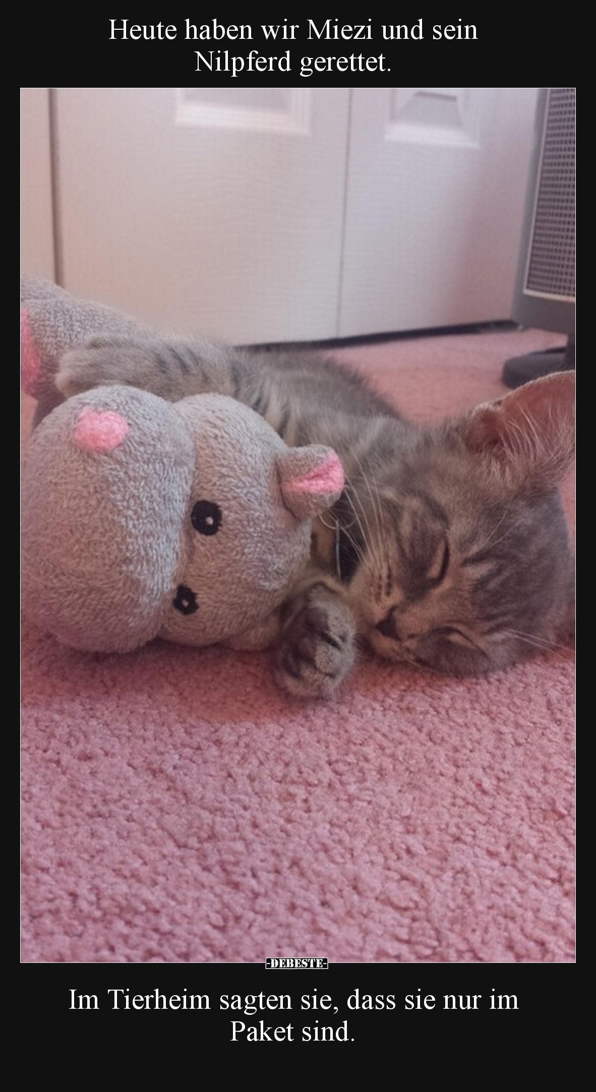 Heute haben wir Miezi und sein Nilpferd gerettet... - Lustige Bilder | DEBESTE.de