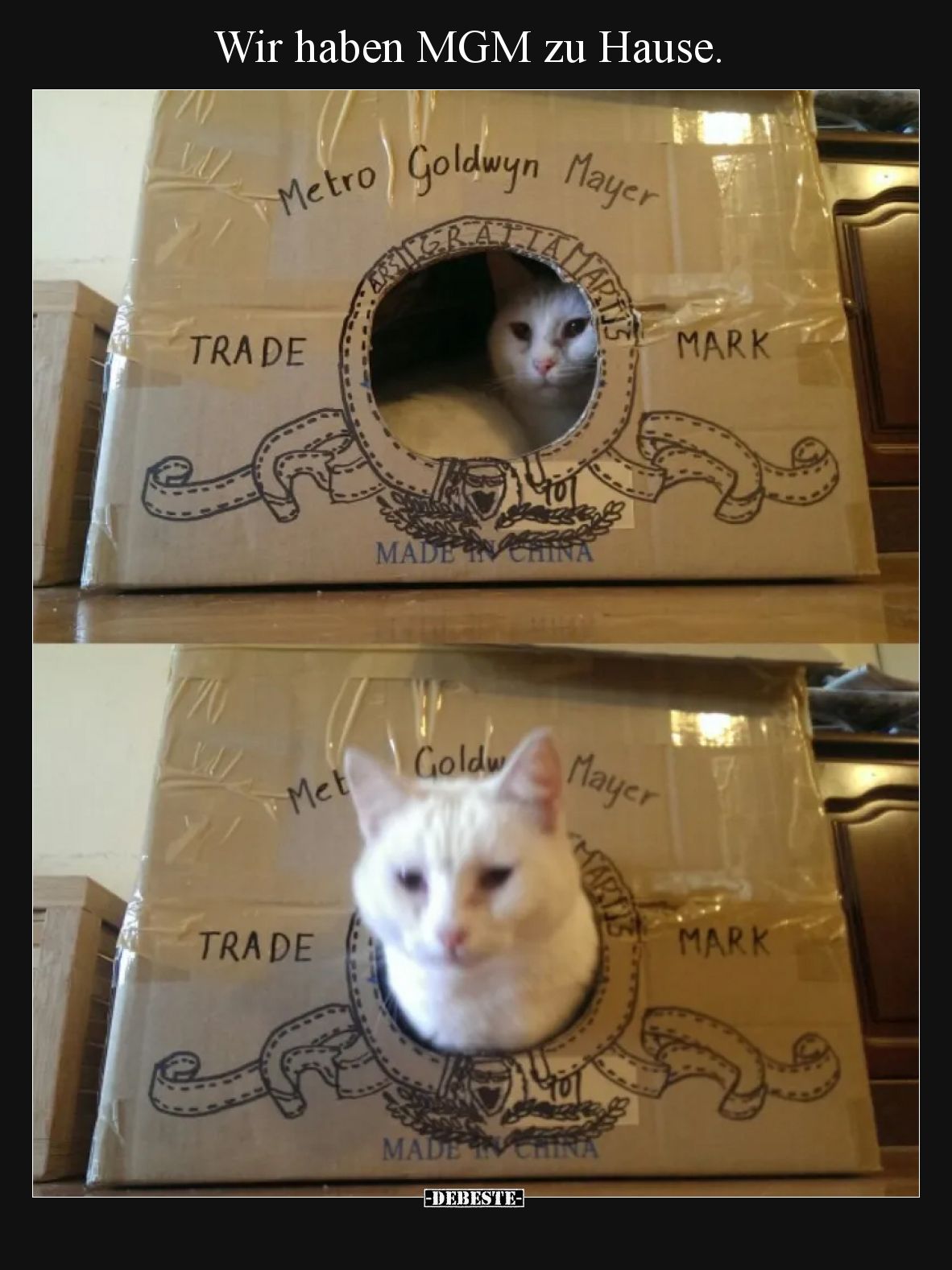 Wir haben MGM zu Hause... - Lustige Bilder | DEBESTE.de