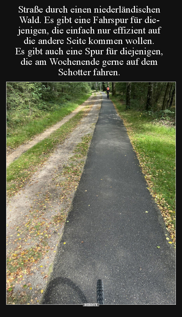 Straße durch einen niederländischen Wald. Es gibt eine.. - Lustige Bilder | DEBESTE.de