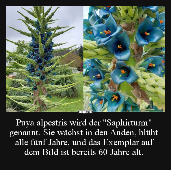 Puya alpestris wird der "Saphirturm" genannt...
