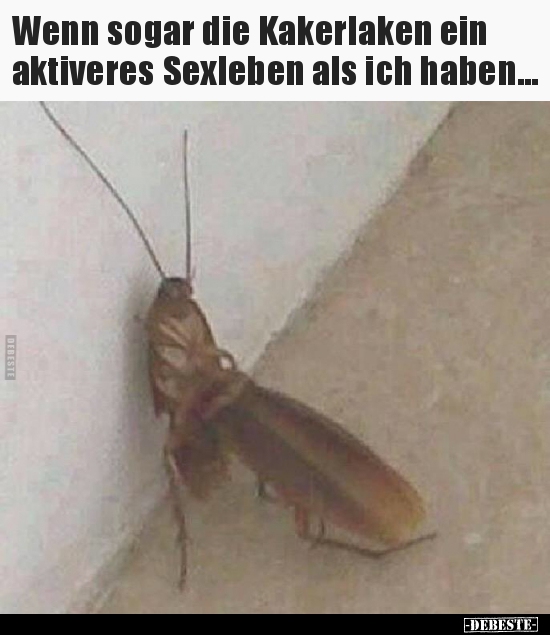 Wenn sogar die Kakerlaken ein aktiveres Sexleben als ich.. - Lustige Bilder | DEBESTE.de