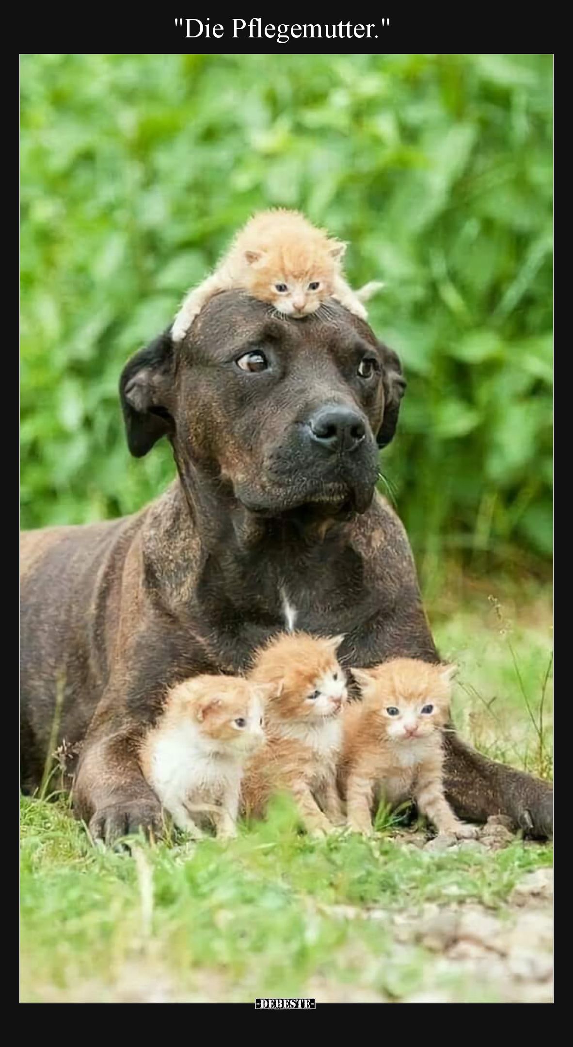 Die Pflegemutter
