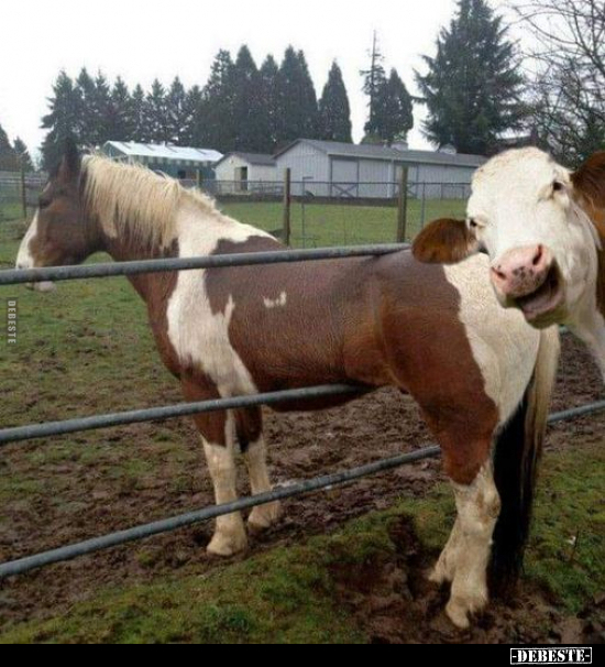  - Lustige Bilder | DEBESTE.de