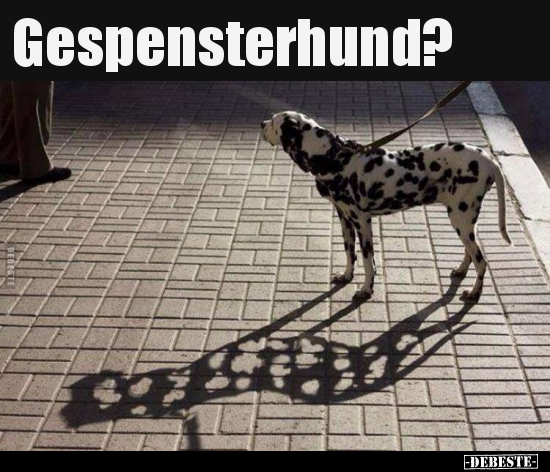 Gespensterhund?.. - Lustige Bilder | DEBESTE.de