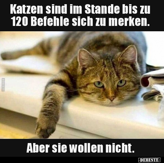 Katzen sind im Stande bis zu 120 Befehle sich zu merken... - Lustige Bilder | DEBESTE.de