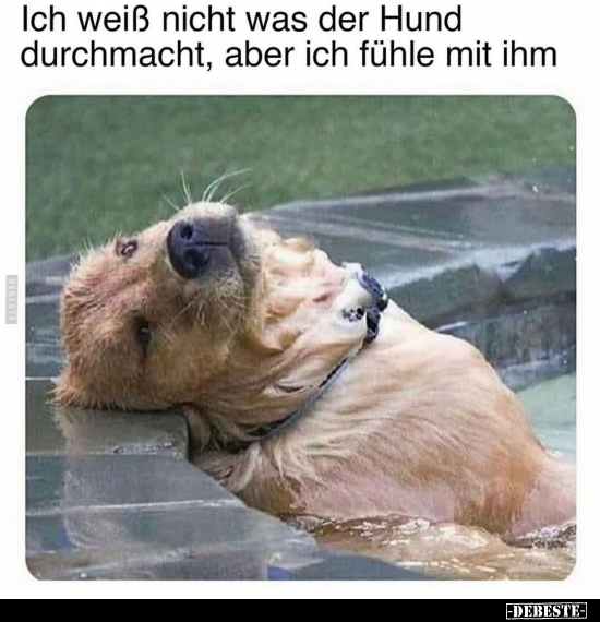 Ich weiß nicht was der Hund durchmacht, aber ich fühle mit..