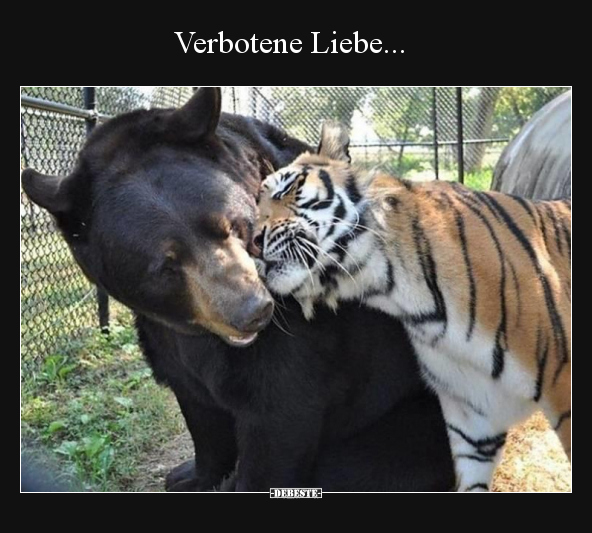 Verbotene Liebe.. - Lustige Bilder | DEBESTE.de