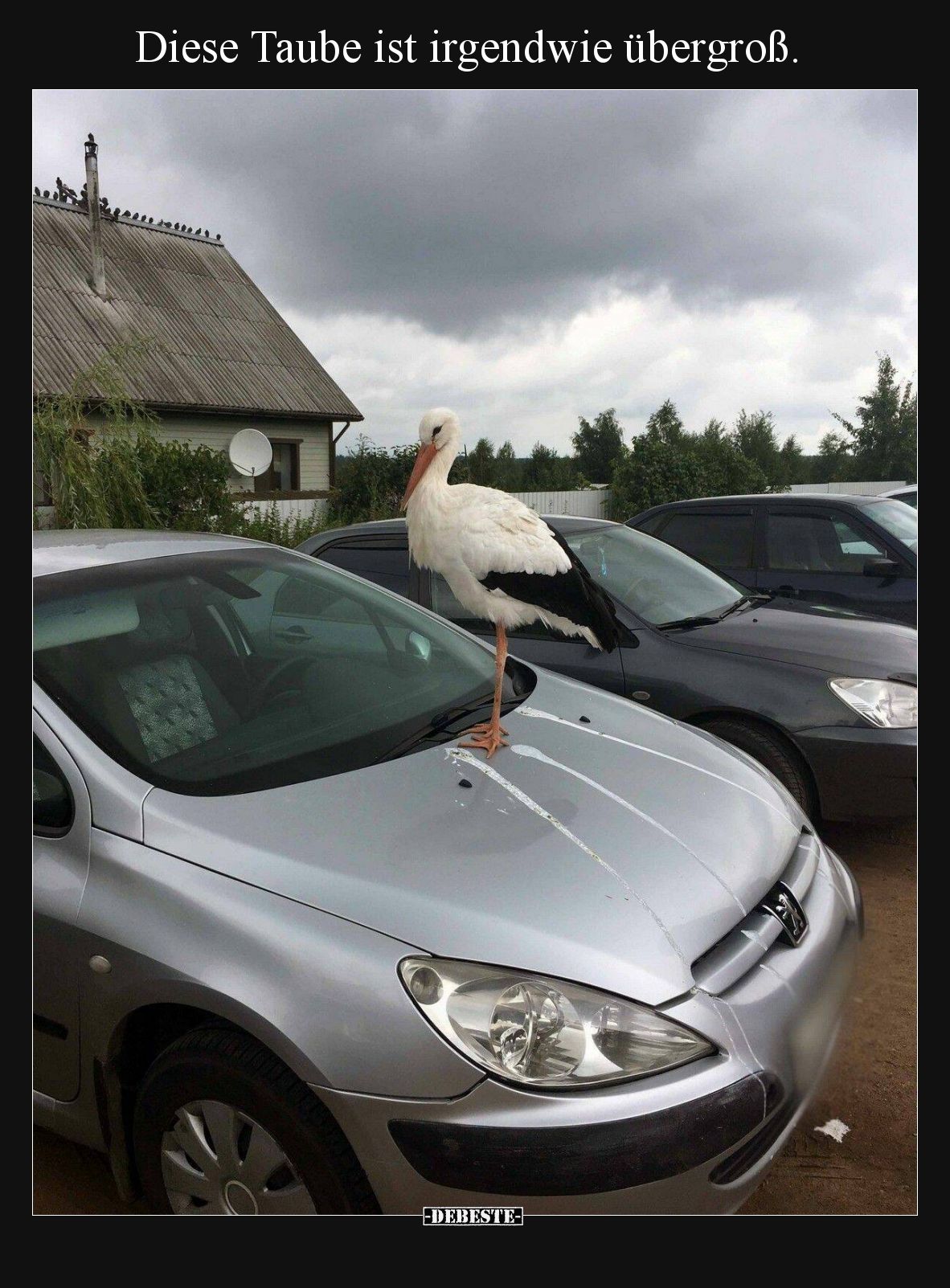 Diese Taube ist irgendwie übergroß.
