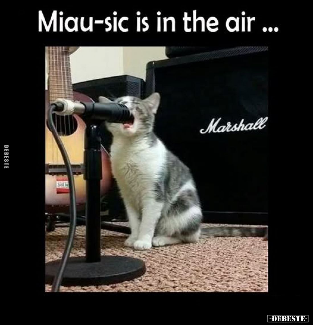 Miau-sic is in the air ...