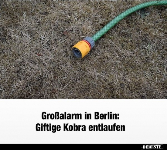 Großalarm in Berlin: Giftige Kobra entlaufen.. - Lustige Bilder | DEBESTE.de