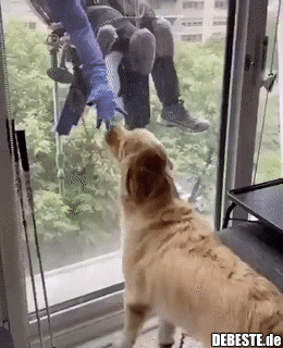 Hund zeigt Fensterputzer seinen ausgestopften Freund. - Lustige Bilder | DEBESTE.de