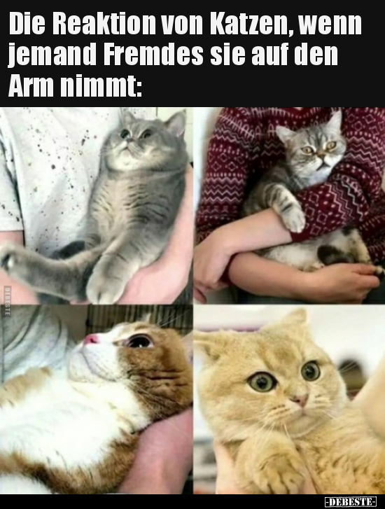 Die Reaktion von Katzen, wenn jemand Fremdes sie auf den.. - Lustige Bilder | DEBESTE.de