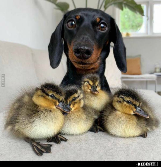  - Lustige Bilder | DEBESTE.de