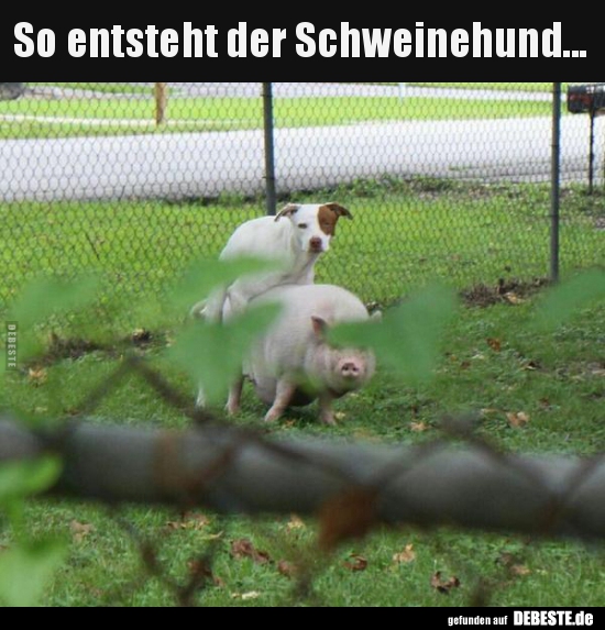 So entsteht der Schweinehund... - Lustige Bilder | DEBESTE.de
