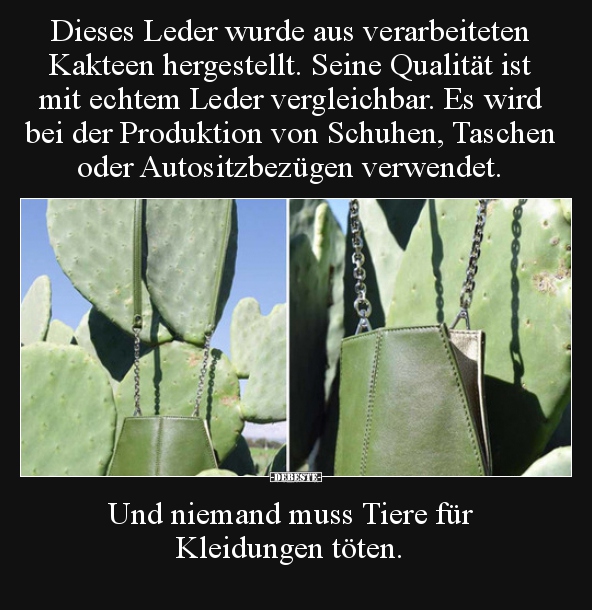 Dieses Leder wurde aus verarbeiteten Kakteen hergestellt...
