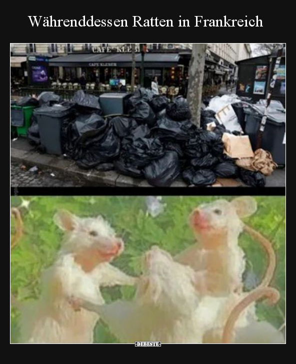 Währenddessen Ratten in Frankreich.. - Lustige Bilder | DEBESTE.de