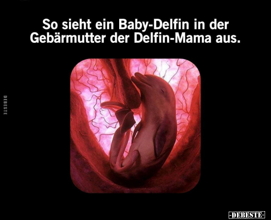 So sieht ein Baby-Delfin in der Gebärmutter der Delfin-Mama.. - Lustige Bilder | DEBESTE.de