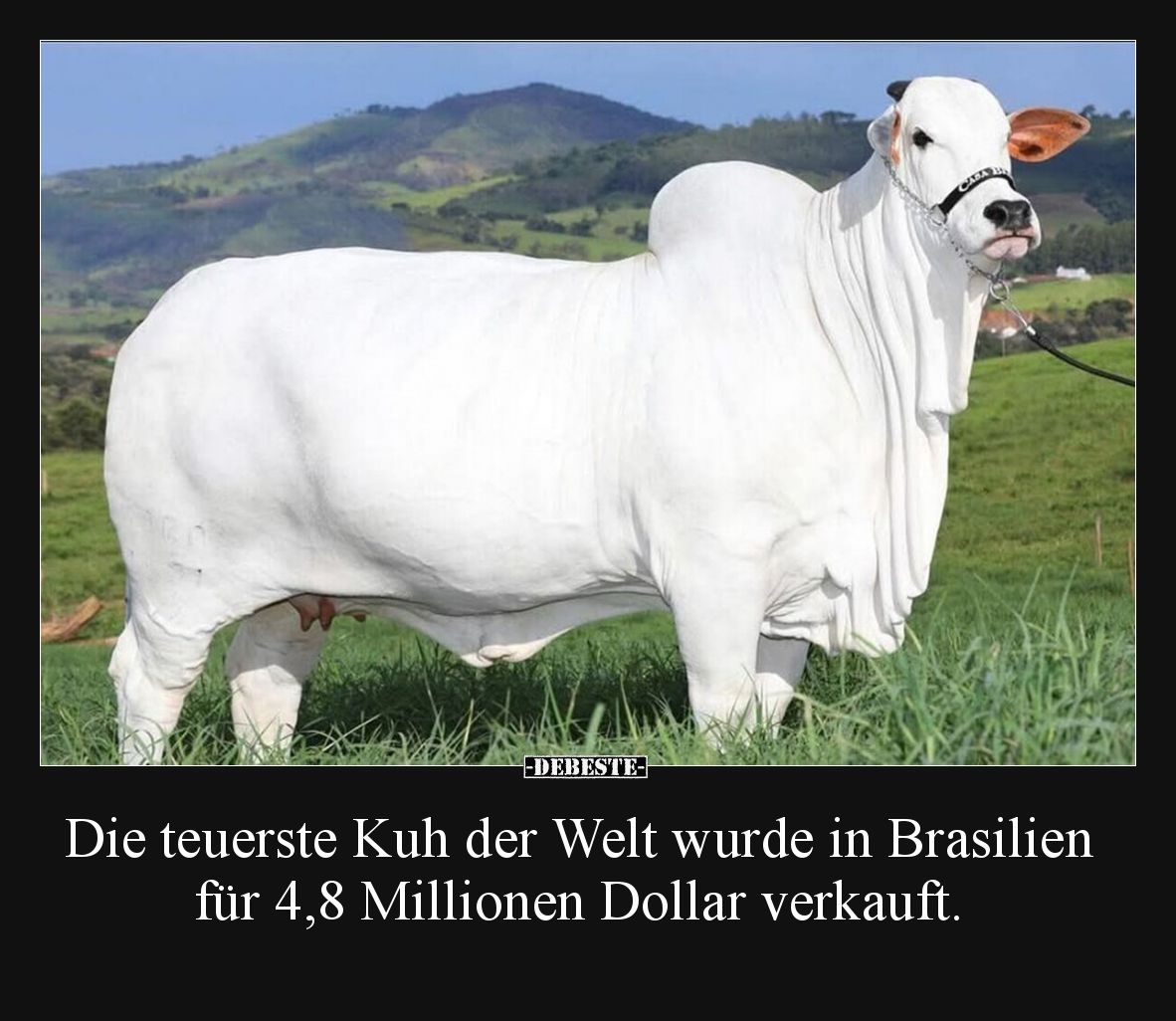 Die teuerste Kuh der Welt wurde in Brasilien für 4,8 Millionen Dollar verkauft.