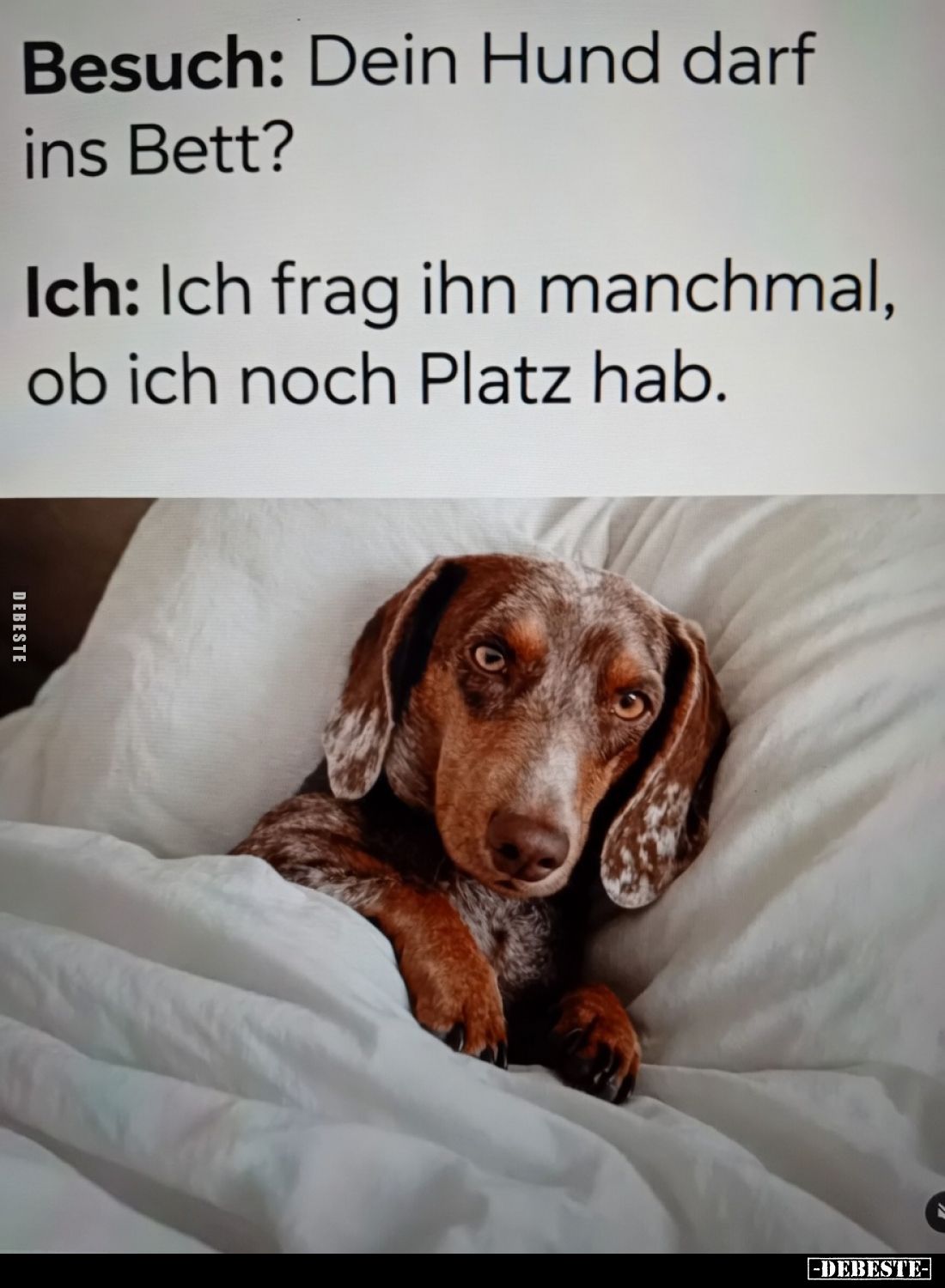 Besuch: Dein Hund darf ins Bett?.. - Lustige Bilder | DEBESTE.de