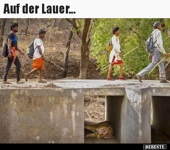 Auf der Lauer...