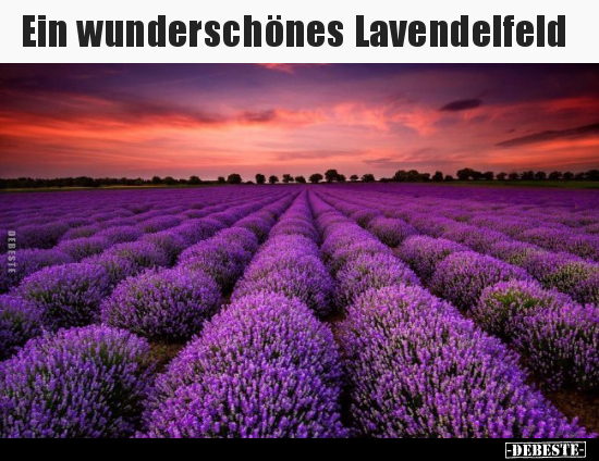 Ein wunderschönes Lavendelfeld.. - Lustige Bilder | DEBESTE.de