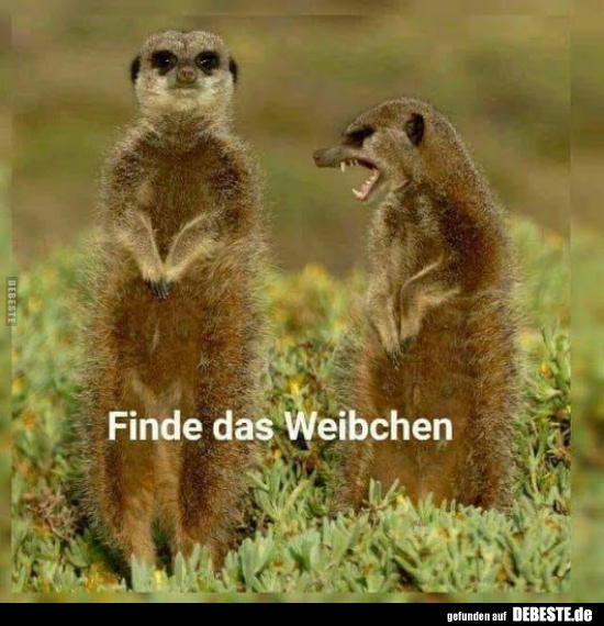 Finde das Weibchen..
