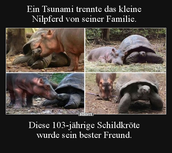 Ein Tsunami trennte das kleine Nilpferd von seiner.. - Lustige Bilder | DEBESTE.de