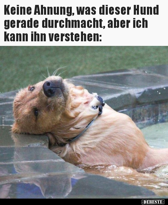 Keine Ahnung, was dieser Hund gerade durchmacht, aber ich..