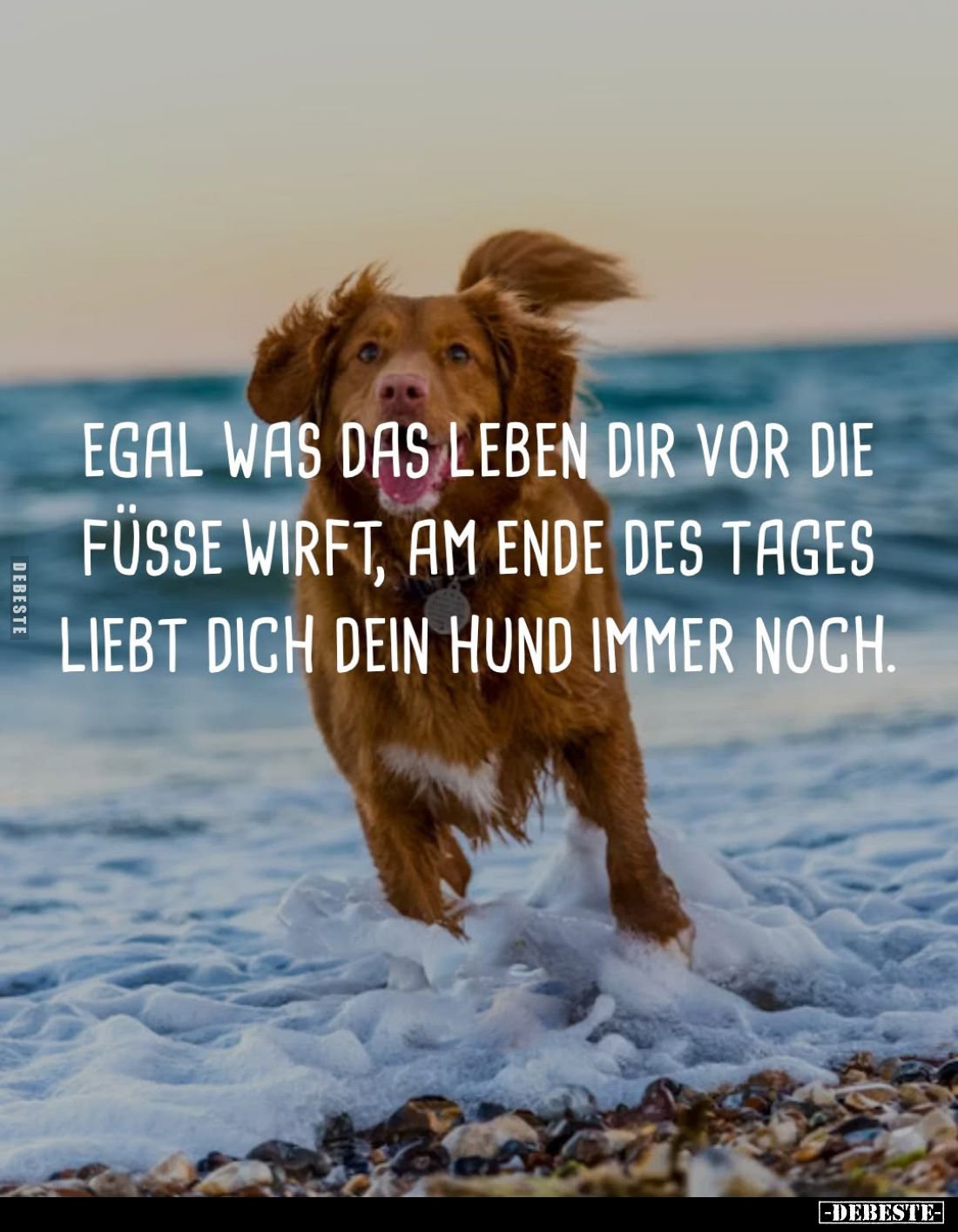Egal was das Leben dir vor die Füsse wirft, am Ende des Tages liebt dich dein Hund immer noch.