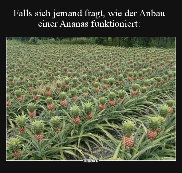 Falls sich jemand fragt, wie der Anbau einer Ananas.. - Lustige Bilder | DEBESTE.de