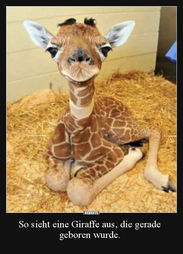 So sieht eine Giraffe aus, die gerade geboren wurde... - Lustige Bilder | DEBESTE.de
