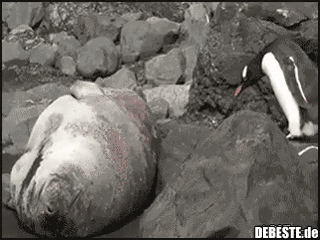 Pinguine - die Katzen des Südens...